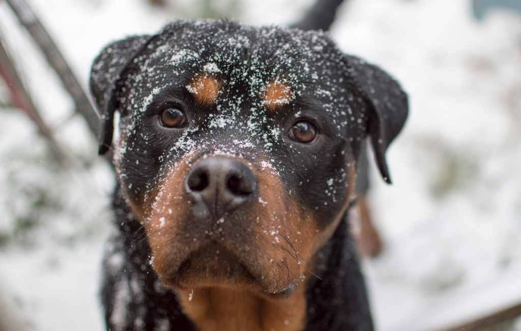 Rottweiler dog looking into camera making eye contact with snow on face in winter
