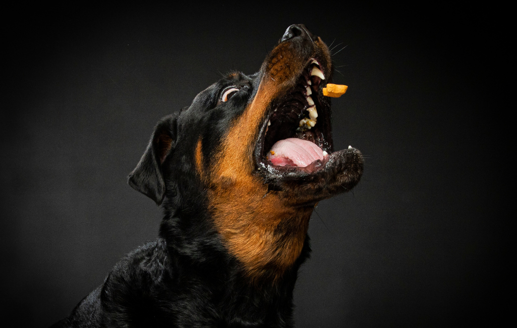 Rottweiler dog catching treat in photography studio