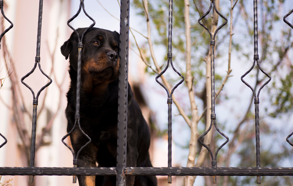 Rottweiler dog looking out gate of home guarding protecting house