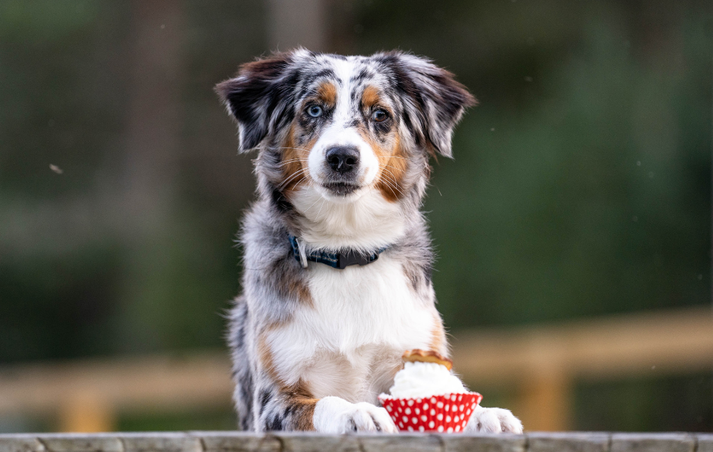 different colored eyes dogs