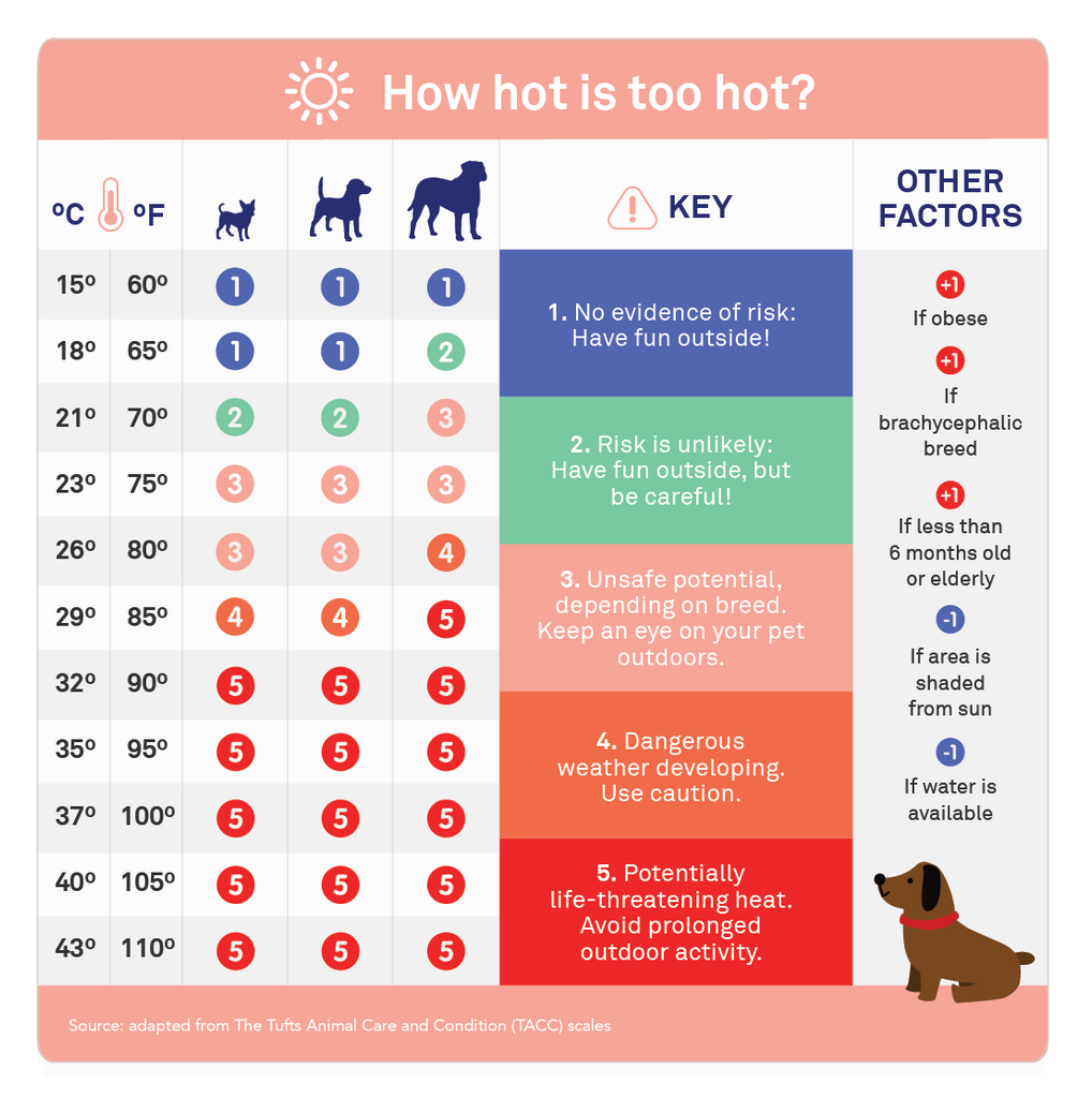 What Temperature Is Too Hot For Dogs? – The Pawsitive Co