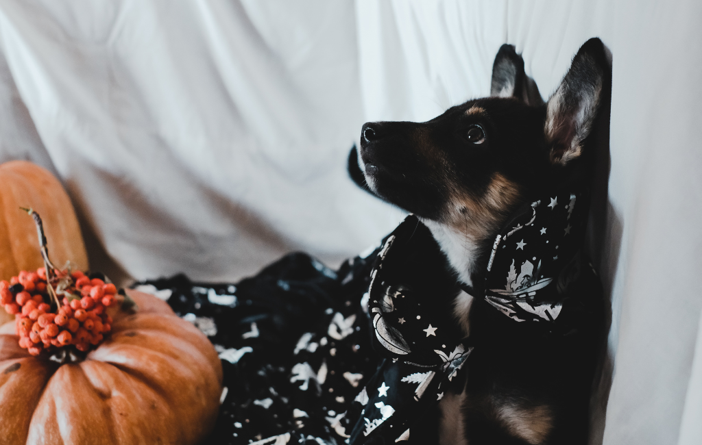 Cute Black Dog Halloween Costume pumpkin and stars
