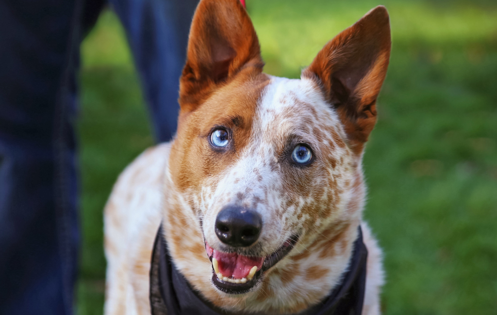 Australian Cattle Dog red heeler dog breed with blue eyes one blue eye dog heterochromia in dogs