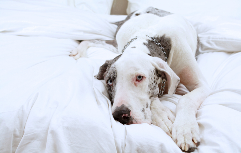 Great Dane dog with blue eyes