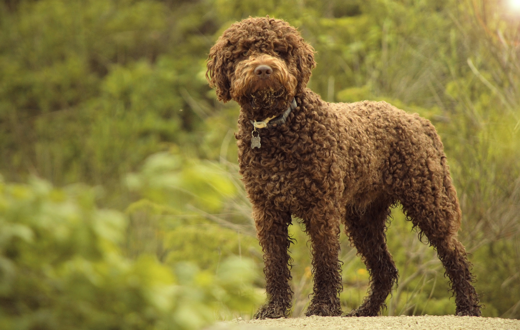 Lagotto Romagnolo dog