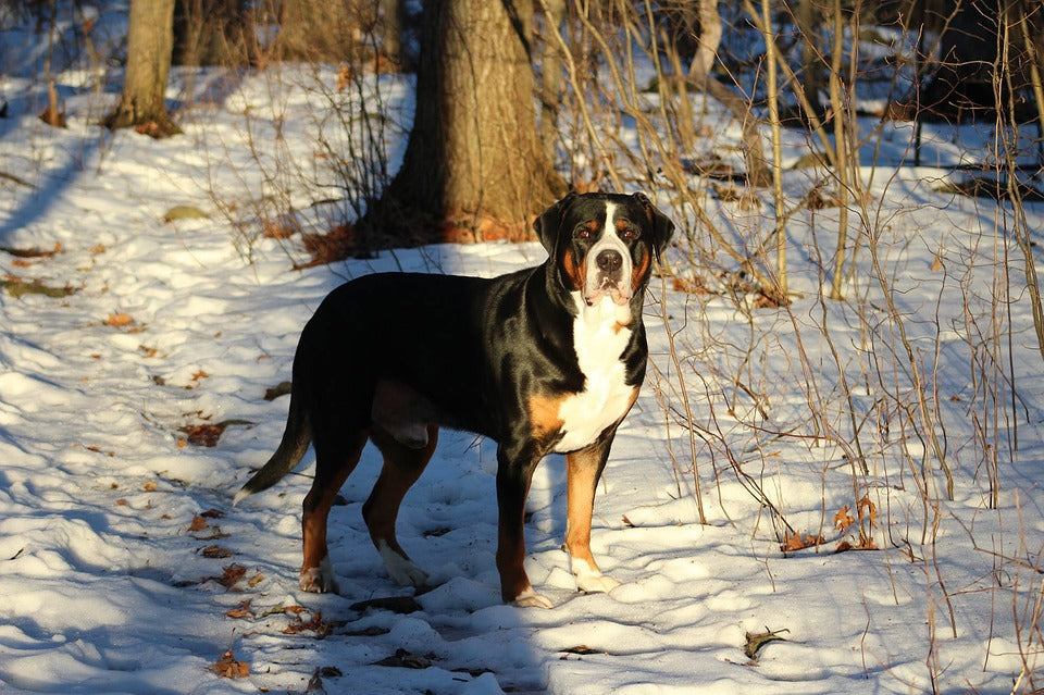 Greater Swiss Mountain Dog