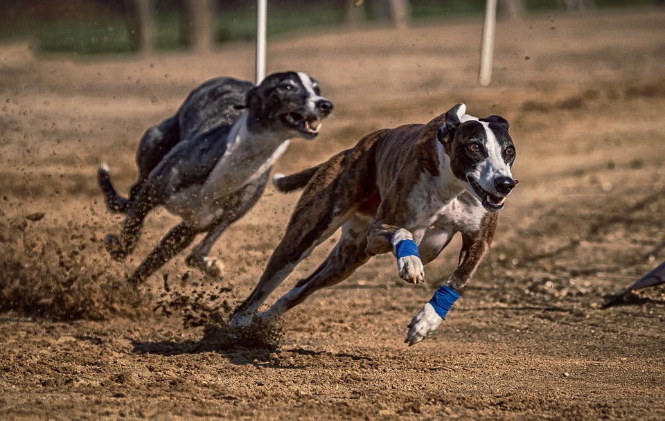 how fast can a greyhound run a mile