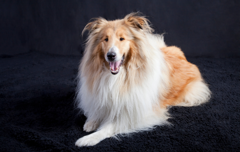 rough collie