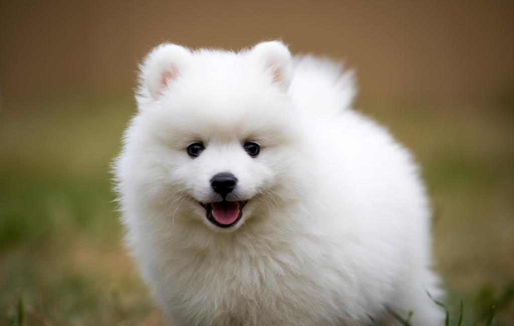 15 Of The Fluffiest Dog Breeds â€