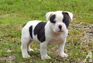 Bulldog Puppies Images