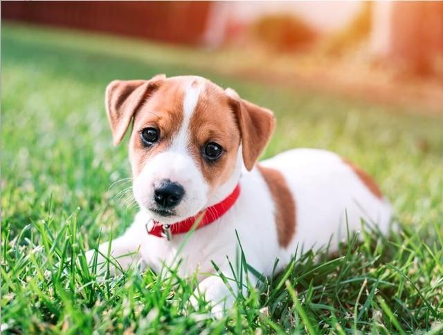 5D Diamond Painting Jack Russel Terrier Puppy Kit | Bonanza Marketplace