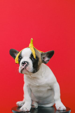 Dog with Banana, How to Make a Pup Cup for Your Coffee Shop