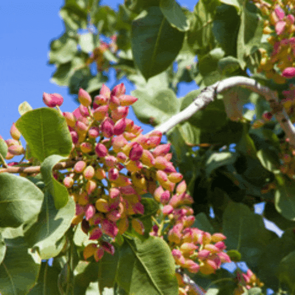 Aegina pistachios fystikia aegis
