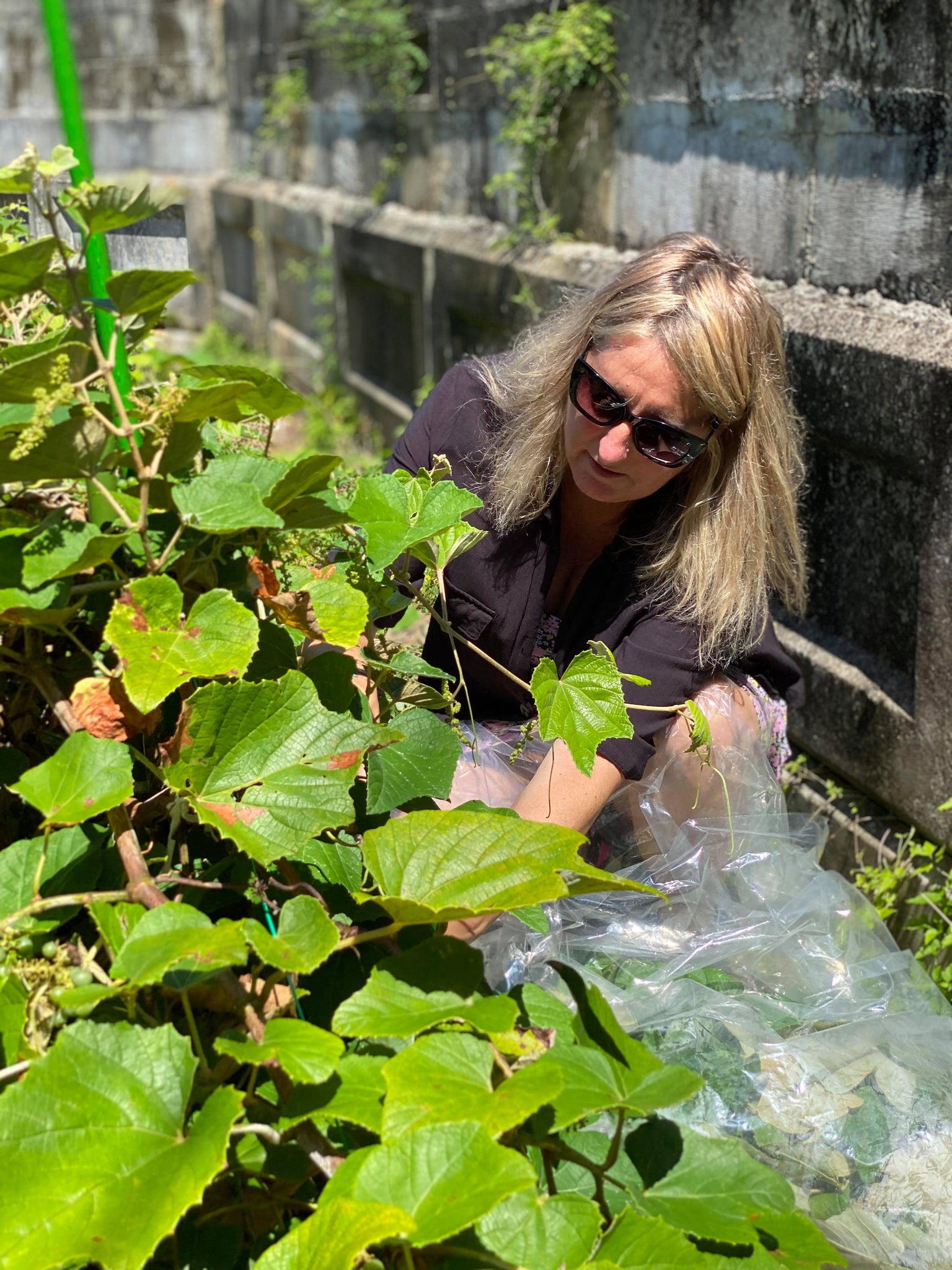 Pamela picking Okinawa grapes