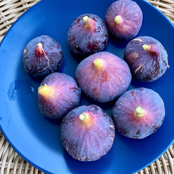 Black Greek Figs: Discover the Versatile Greek Superfood You Need to Try Today