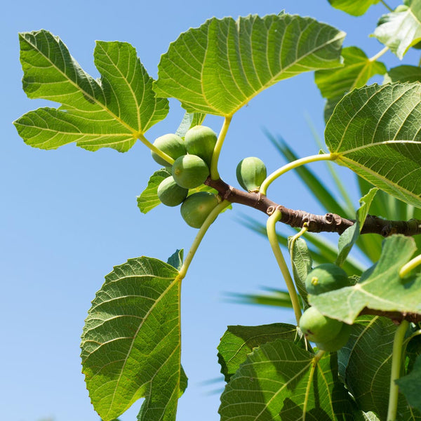 Fig Tree: Discover the Versatile Greek Superfood You Need to Try Today