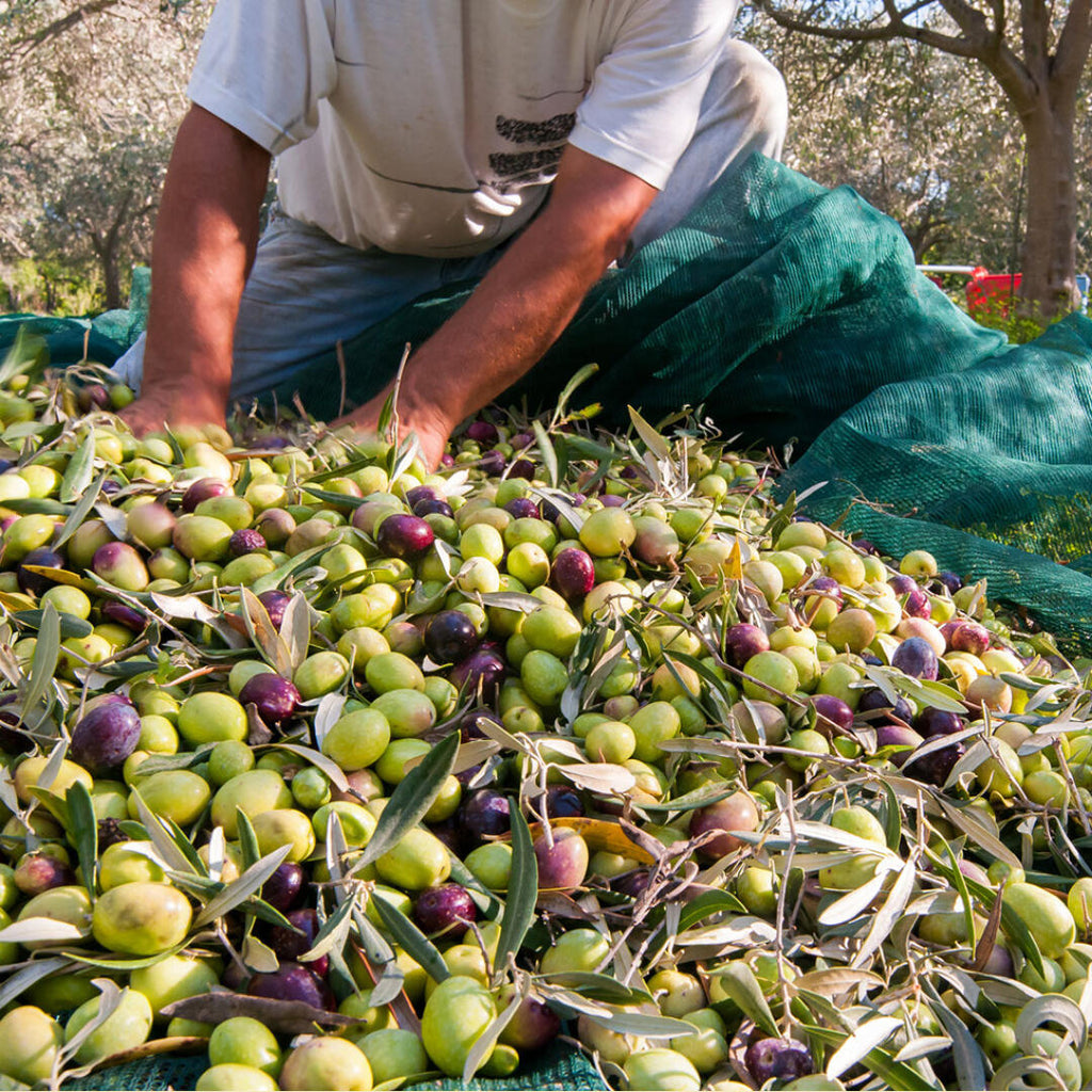 Traveling to Greece, Zelos tips: Kalamata, and the famous Kalamata olives
