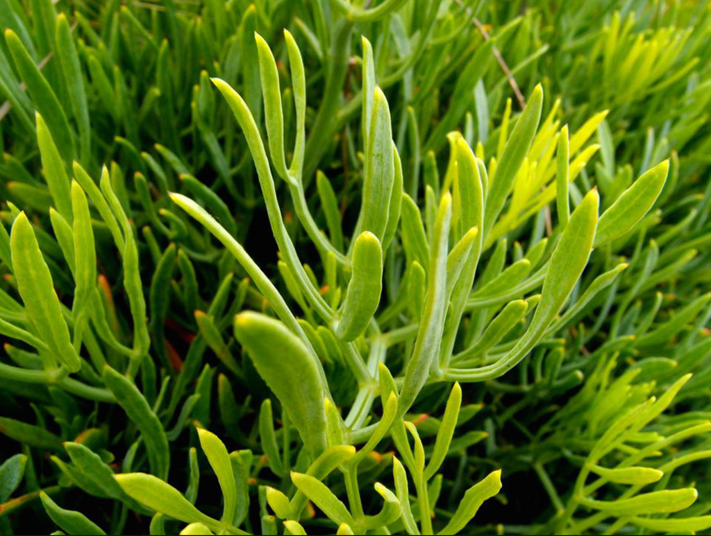 Sea fennel kritamos plant
