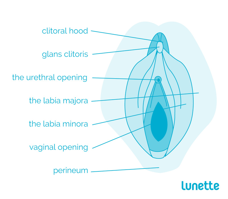 Anatomia Da Vagina 101 - Lunette Portugal