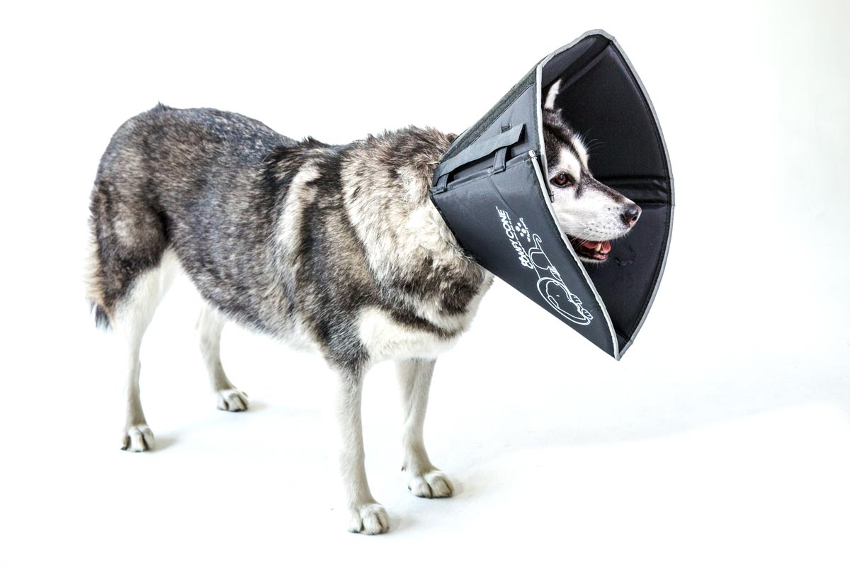 comfy cone for dogs