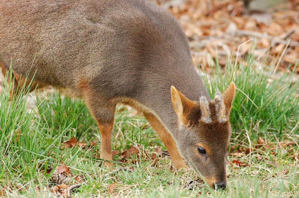 Un pudú