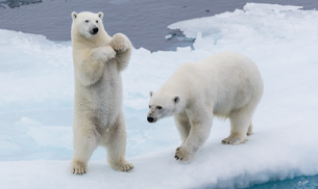 a picture of two polar bears playing on ice caps