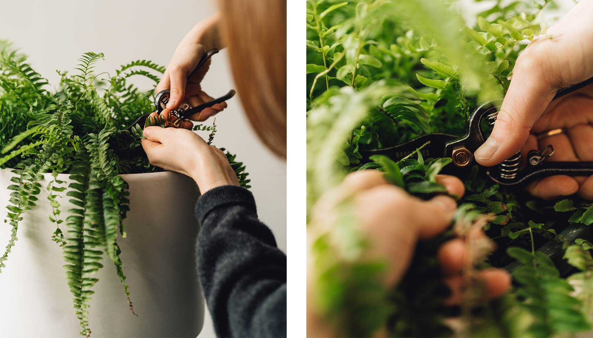 image of fern plant