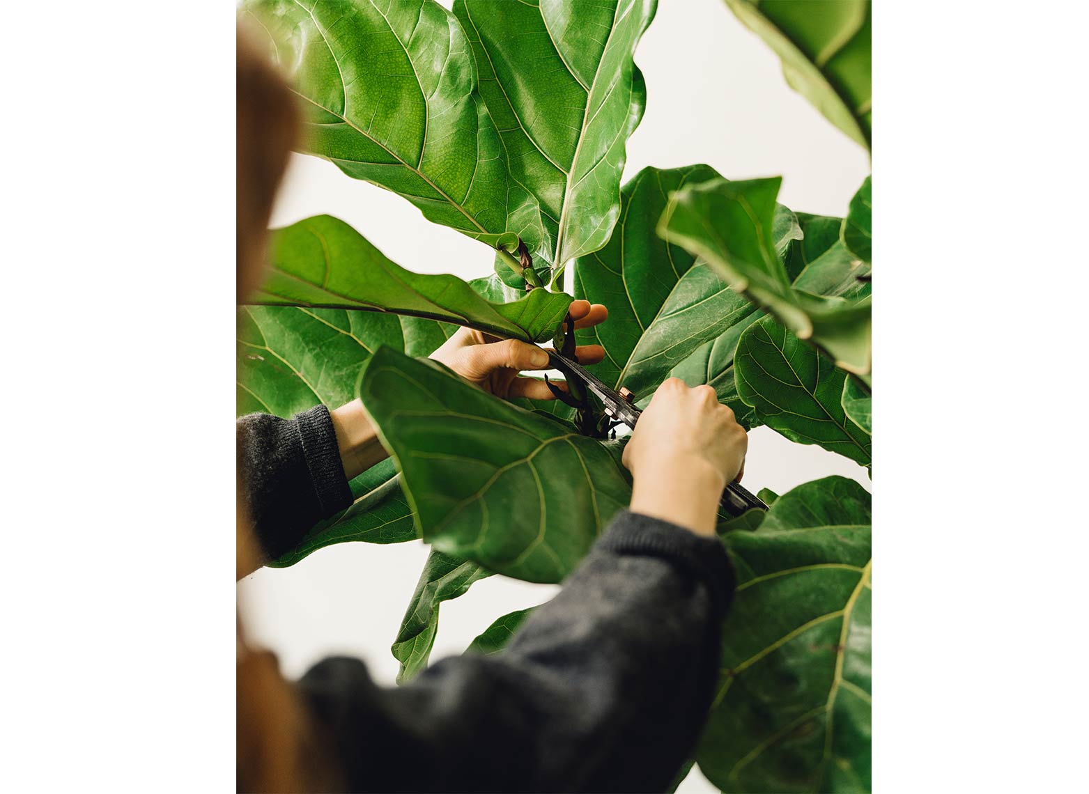 photo of fiddle leaf fig plant