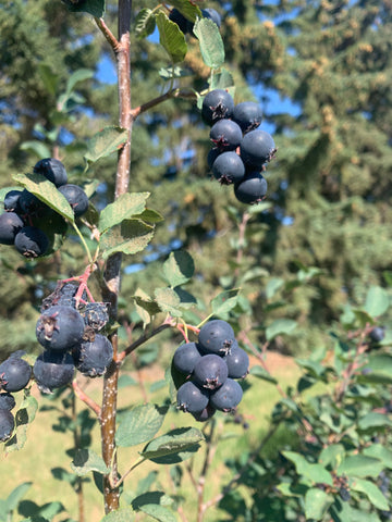 Clusters of Saskatoon berries still on the bush.