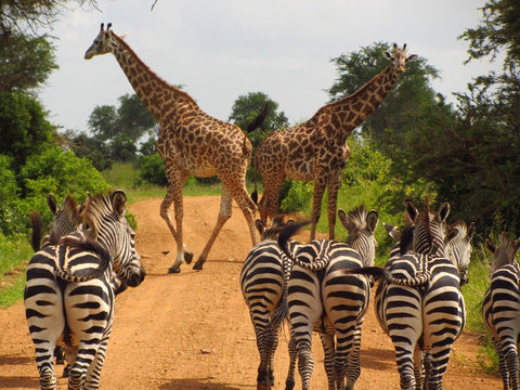 Tanzanie