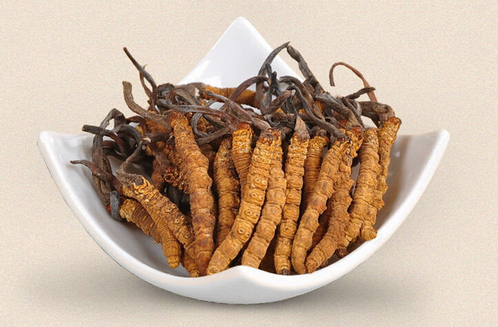 Cordyceps Sinensis