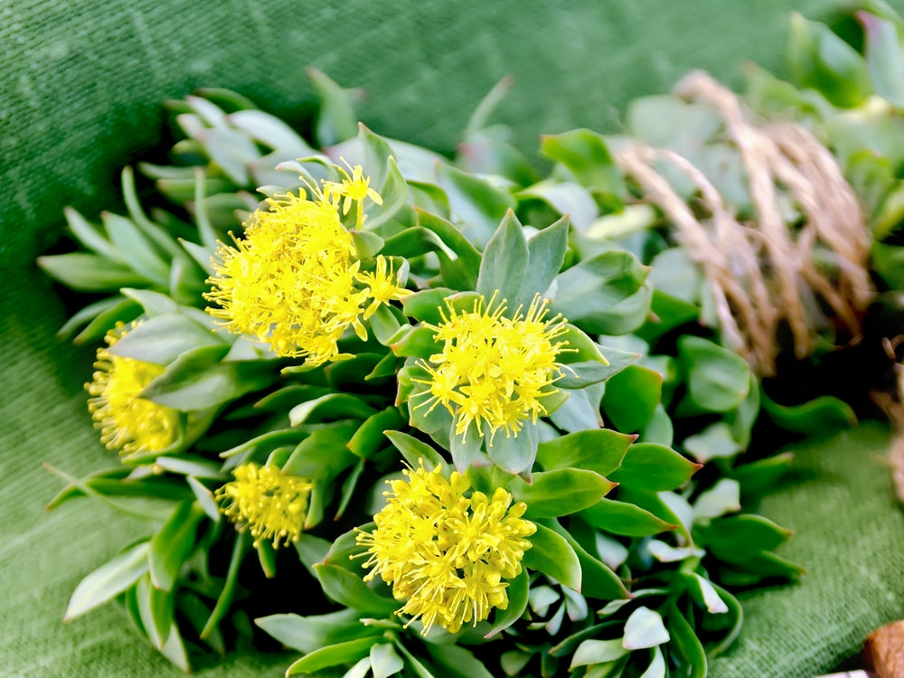 One Root, Multi-System Improvements, Rhodiola Rosea