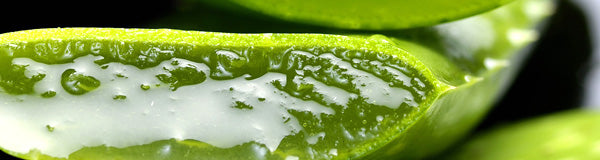 aloe vera