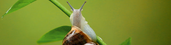 bave d escargot soin des yeux bio boutique 
