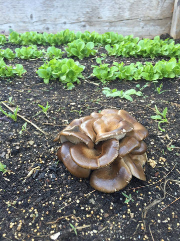 How To Grow Mushrooms On Outdoor Mushroom Beds North Spore