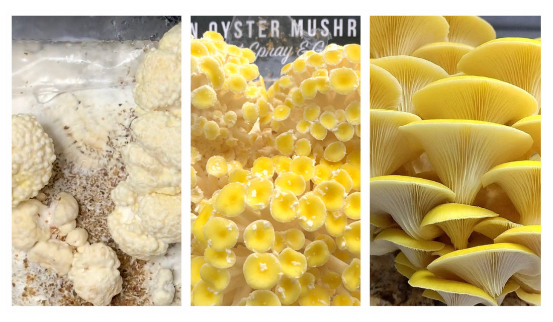 Golden oyster mushroom growth phases