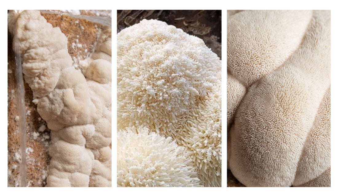 lions mane mushroom growth phases