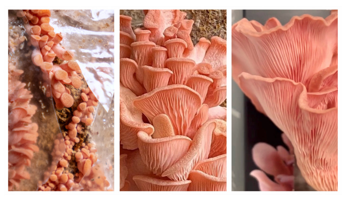 Pink oyster mushroom growth phases
