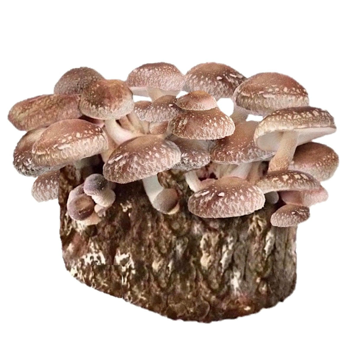 mushroom growing kit