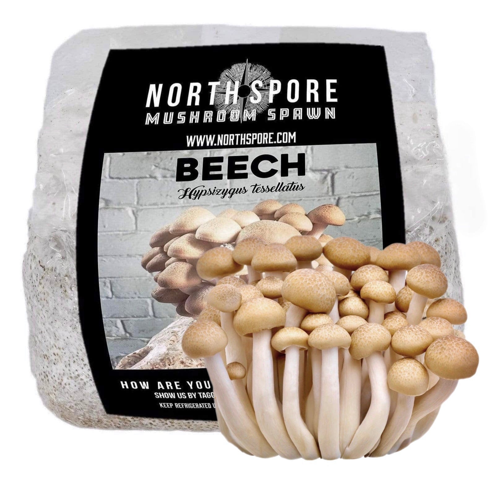 Beech mushroom, brown- Hypsizygus tessellatus - Spawn for cultivation on  straw for organic growing 