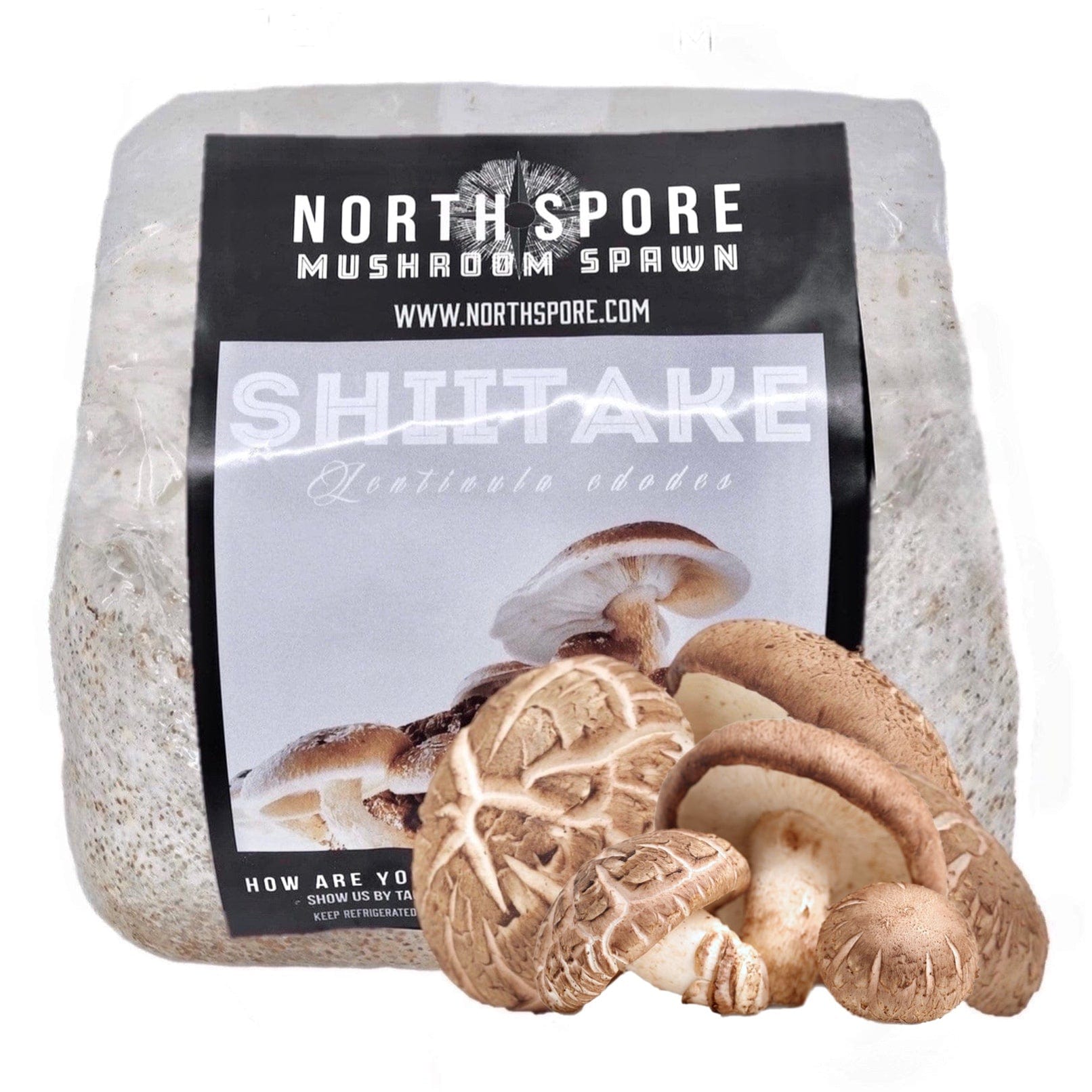 Shiitake - Lentinula edodes - straw-Strain - Sawdustspawn for