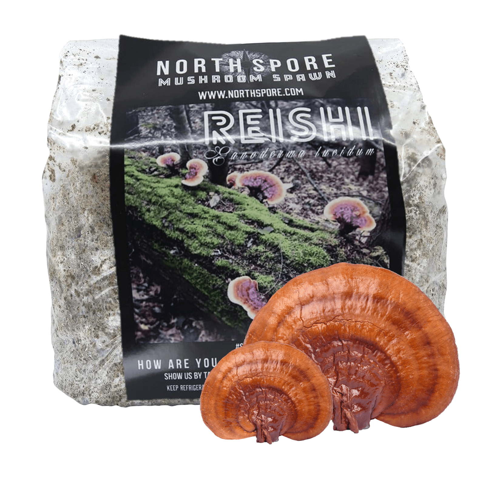 Mushroom Lunch Box — NATURE WALK