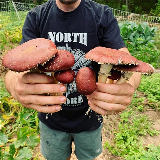 Man holding wine cap mushrooms