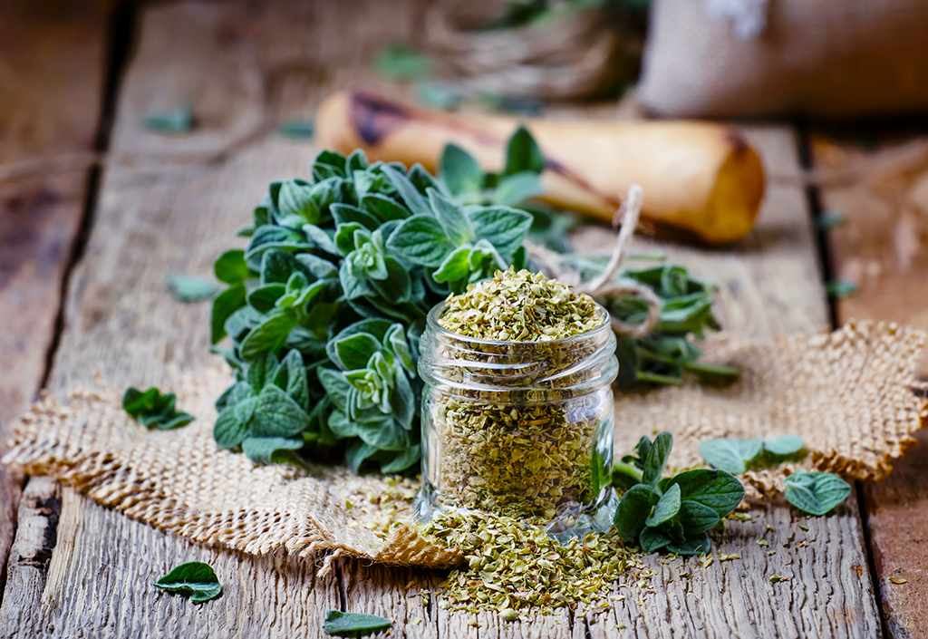 Fresh bunches of oregano and jar of dried oregano