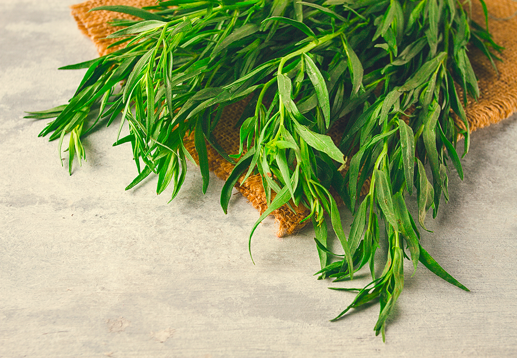 A bunch of tarragon herb just picked from the garden