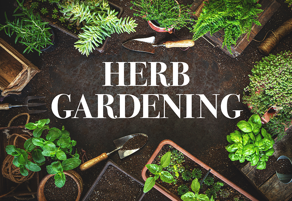 herb gardening photo with different kinds of herbs and the words herb gardening