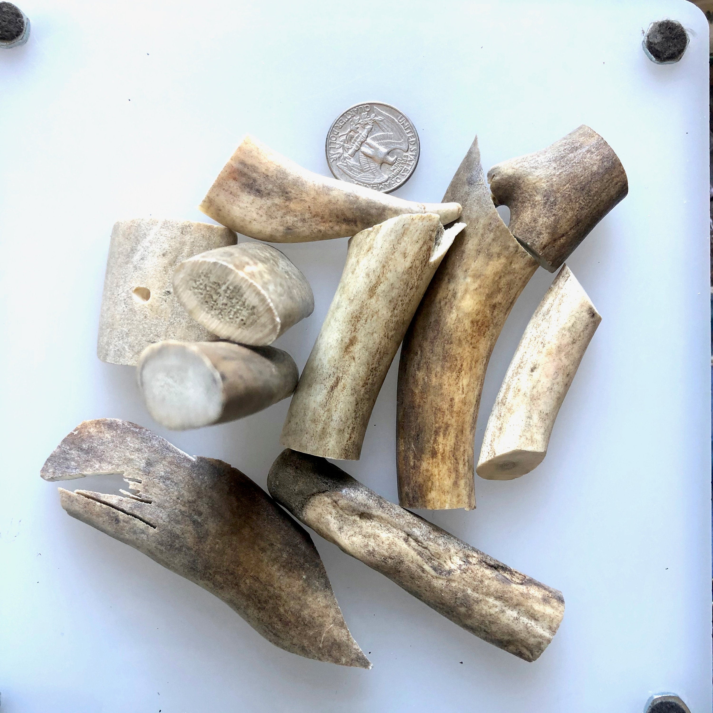 Deer Horn Pieces for Carving?
