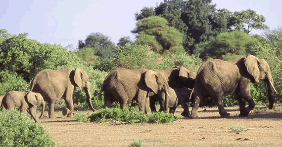 ELEPHANT CONFLICT