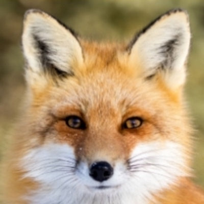 Complete anti-fox netting kits