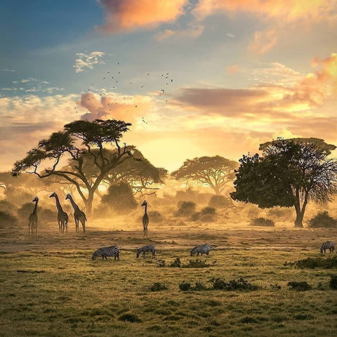 Early morning at Mana Pools.